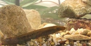 Eudontomyzon-hellenicus--fish-greek-rivers-Louros