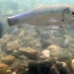 squalius-pelopponnensis-imbriw Squalius peloponnensis