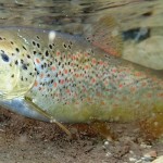 salmo-fariodes-imbriw-ecoflow Salmo fariodes