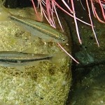 telestes-pleurobipunctatus-imbriw-ecoflow Telestes pleurobipunctatus