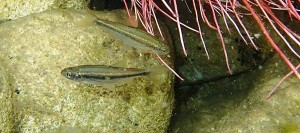Telestes-pleurobipunctatus-ecoflow-fish-greek-rivers