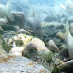 barbus-peloponnesius-imbriw-ecoflow Barbus -peloponnensis-ecoflow-fish-greek-rivers