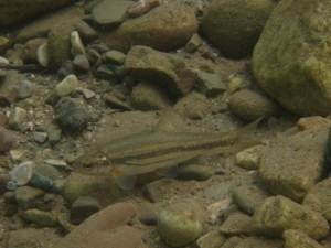 Alburnoides-bipunctatus-fish-greek-rivers