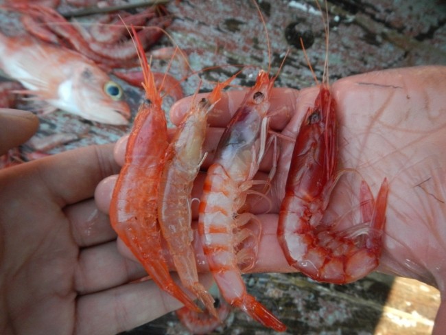mar-96-red shrimp, deep sea, Mediterranean