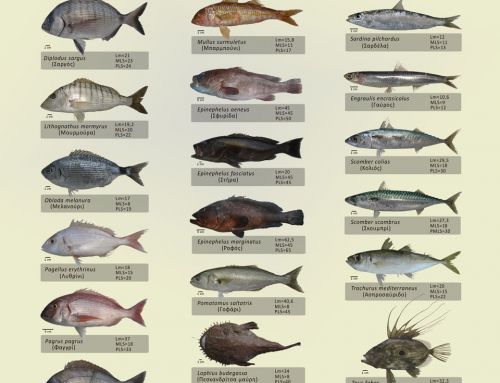 Marine species