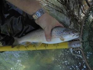 Inl-samp-46-Squalius sp.