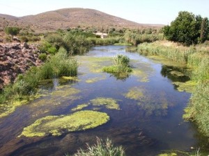 Evrotas River (Vasilopotamos estuaries). Credit: Nikos Skoulikidis
