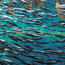 National-Fisheries-Data-Collection